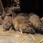 4-Lbs-Rat-Mouse-Rodent-Bait-Blocks-Rat-Mouse-Poison-Bait-Rat-Mouse-Killer-Blox-0-2