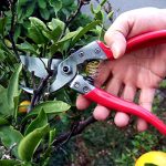 ARS-VS-9XZ-9-inch-Secateurs-with-Single-Hand-Locking-Secateurs-with-Single-Hand-Locking-0-0