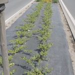 Agfabric-Landscape-Fabric-Ground-Cover-stabilized-PP-Woven-Weed-BarrierGarden-FabricSoil-Erosion-ControlPlastic-Mulch-Weed-Block-0-1