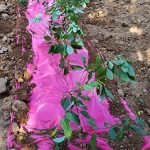 Agfabric-Pink-Mulch-Garden-Plastic-Film-5x100ft-size-12Mil-0