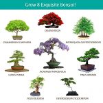 Ashbrook-Outdoors-Bonsai-Starter-Kit-Everything-You-Need-to-Grow-8-Colorful-Bonzai-Trees-Complete-Gardening-Set-0-2