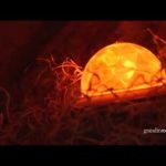 Halloween-Outdoor-Decoration-LED-Fire-Ice-Spot-Light-Effect-Projector-RRY-1-1-0-1