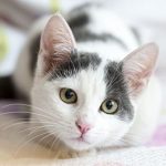 PET-SUPPLEMENTS-cat-liver-supplement-IMMUNE-SUPPORT-FOR-CATS-VET-RECOMMENDED-CHEWABLE-cat-immune-health-2-Bottle-180-Chews-0-1
