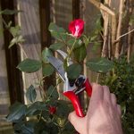 Patio-Joy-Garden-Hand-Pruning-Shears-For-Small-Branches-Sterns-Flowers-Hardened-Steel-with-Ergonomic-Spring-Loaded-Handles-Gardening-Supplies-Tools-0