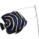 Premier-Kites-Swimming-Fish-Angelfish-0