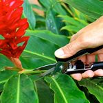 RAZOR-SHARP-SNIP-GB6-Clean-Cut-Professional-Trimmer-by-Garden-Guru-Lawn-and-Garden-Tools-Super-Sharp-Stainless-Steel-Blades-Easy-on-Arthritic-Hands-Soft-Ergonomic-Rubber-Handles-Life-Time-Full-Replace-0-0