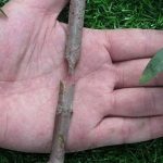 Zinnor-Garden-Fruit-Trees-Pruning-Shears-Scissor-Grafting-Cutting-Tool-with-Anti-Slip-Handle-Aluminum-Alloy-0-2